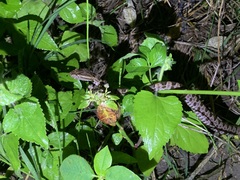 Protobothrops mucrosquamatus
