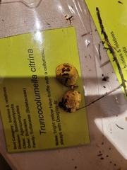 Truncocolumella citrina