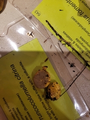 Truncocolumella citrina