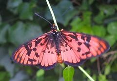 Acraea petraea