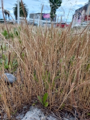 Festuca myuros