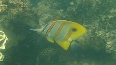 Chelmon rostratus