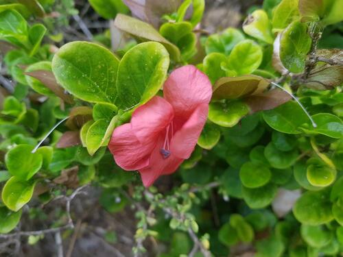 Barleria repens image