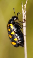 Ceroctis capensis