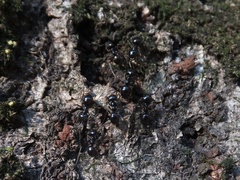 Lasius fuji