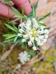 Pimelea