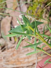 Pimelea