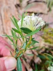 Pimelea