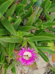 Carpobrotus dimidiatus