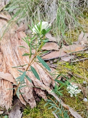Pimelea