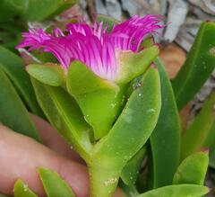 Carpobrotus dimidiatus