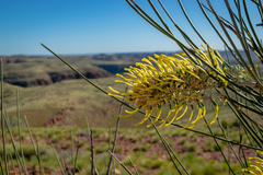 Hakea lorea