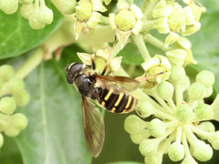 Sericomyia