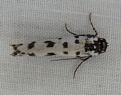 Ethmia anthracopis