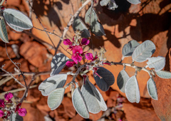Indigofera monophylla