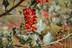Grevillea wickhamii