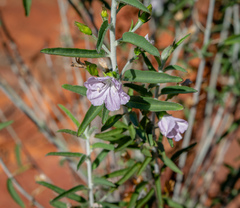 Jacquemontia pannosa