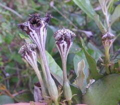 Ceropegia sandersonii image