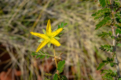 Tribulus hirsutus
