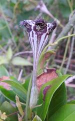 Ceropegia sandersonii image