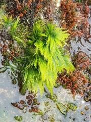 Chaetomorpha antennina