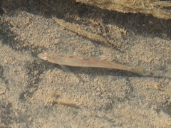 Pseudorasbora parva