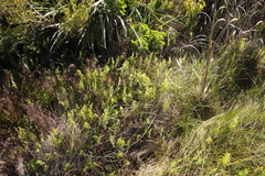 Thelypteris confluens