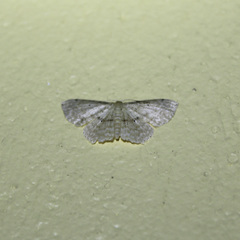 Scopula subquadrata