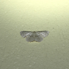 Scopula subquadrata
