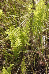 Thelypteris confluens