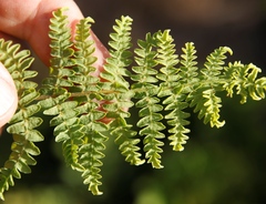 Thelypteris confluens