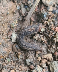 Chtonobdella limbata
