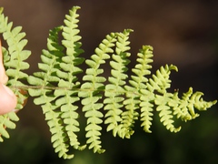 Thelypteris confluens