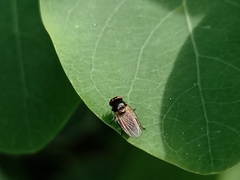 Lonchaea