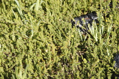 Aspalathus retroflexa retroflexa