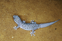 Gehyra versicolor