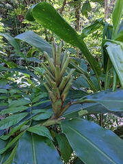 Hedychium flavescens