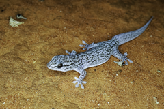 Gehyra versicolor