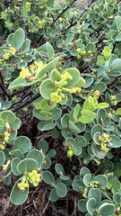 Wikstroemia uva-ursi