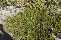 Aspalathus retroflexa retroflexa