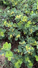Wikstroemia uva-ursi