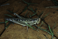 Austracris guttulosa