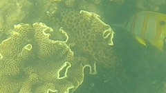 Epinephelus quoyanus