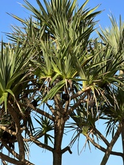 Pandanus