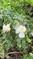 Capparis sandwichiana