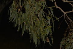 Eucalyptus dura