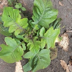 Youngia japonica