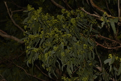Eucalyptus dura