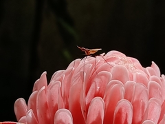Telostylinus lineolatus