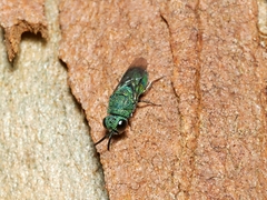 Primeuchroeus